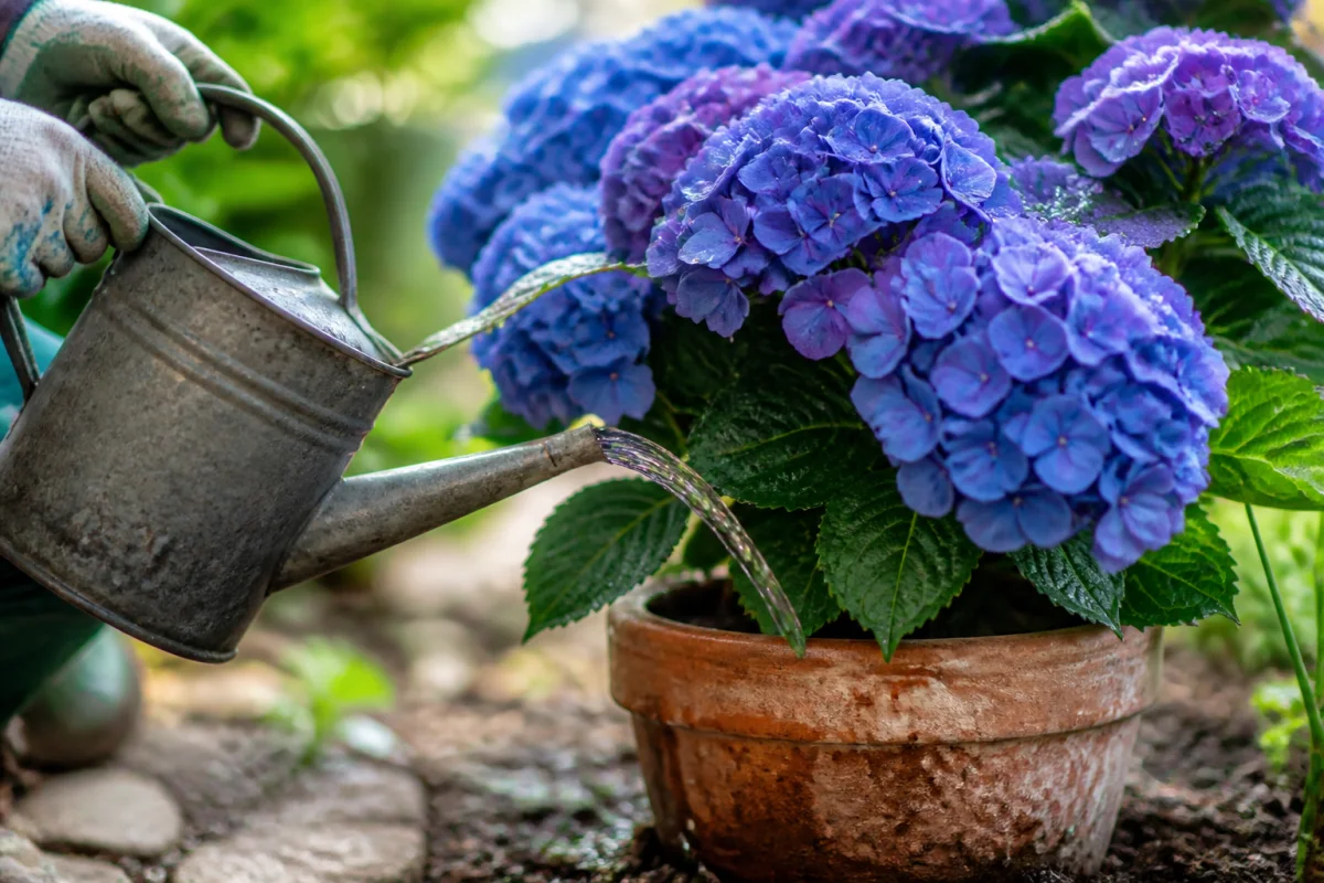 comment arroser des hortensias