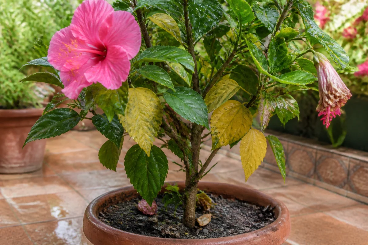 Pourquoi mon hibiscus perd ses fleurs et comment agir