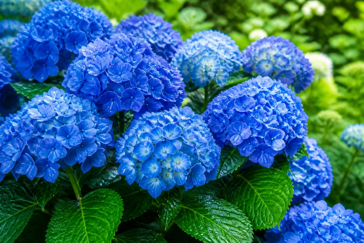 pourquoi mon hortensia change de couleur
